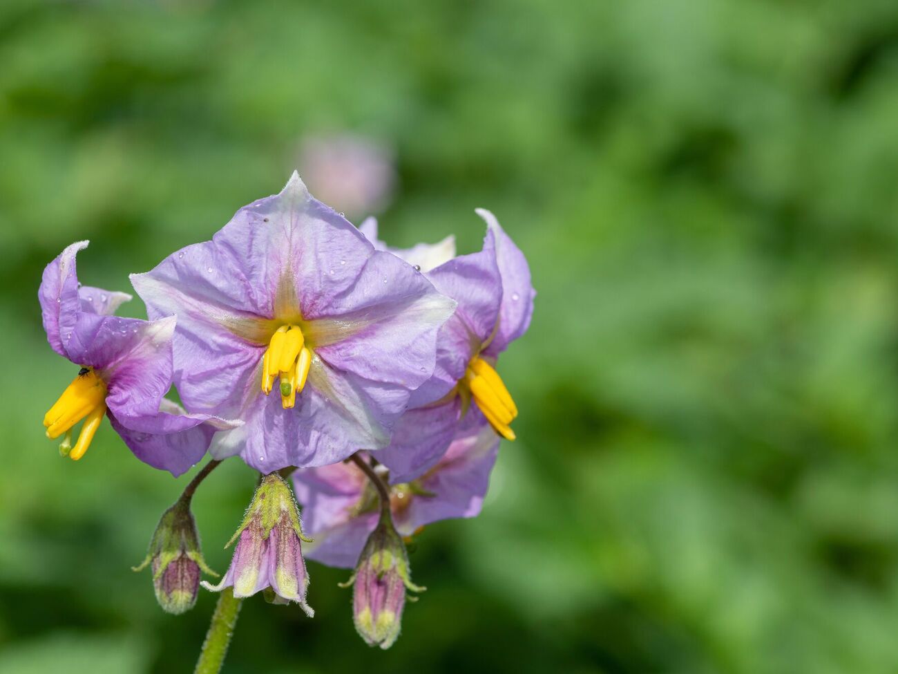 Если картофель растет долгое время на одном и том же месте, он истощает почву