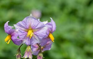 Если картофель растет долгое время на одном и том же месте, он истощает почву