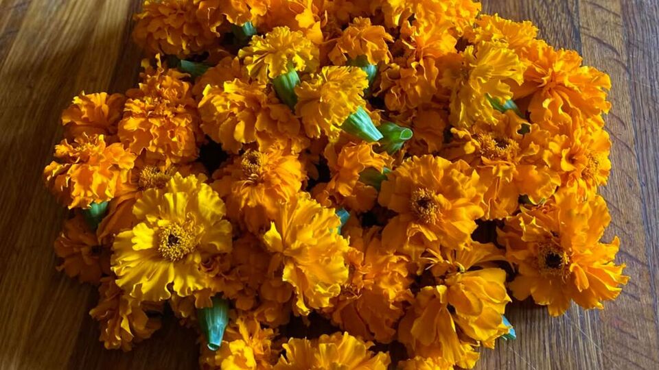 Усі види чорнобривців підходять для цілющого чаю