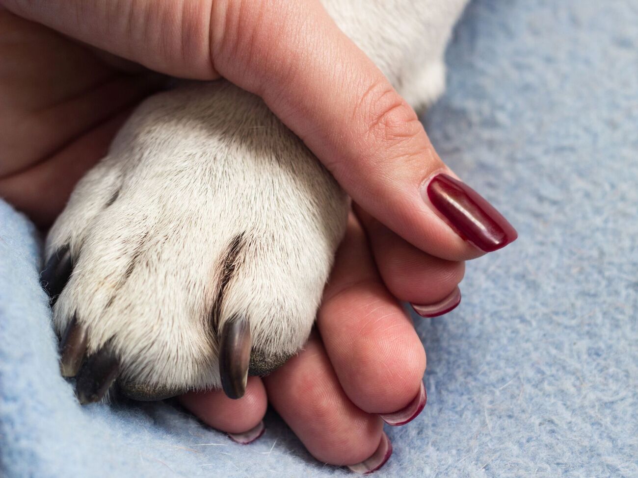 Загиблі собаки не вявиляли агресії, їх часто підгодовували, розповіла їхня опікунка