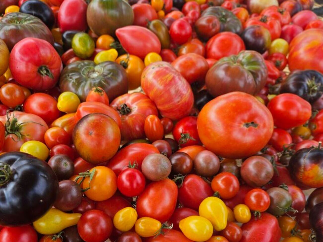 Українські помідори вважають найсмачнішими