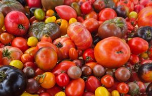 Українські помідори вважають найсмачнішими