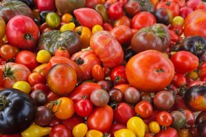 Украинские помидоры считаются самыми вкусными