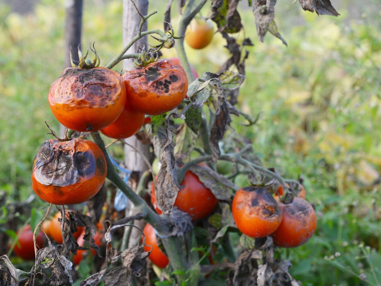 Фитофтора распространяется спорами