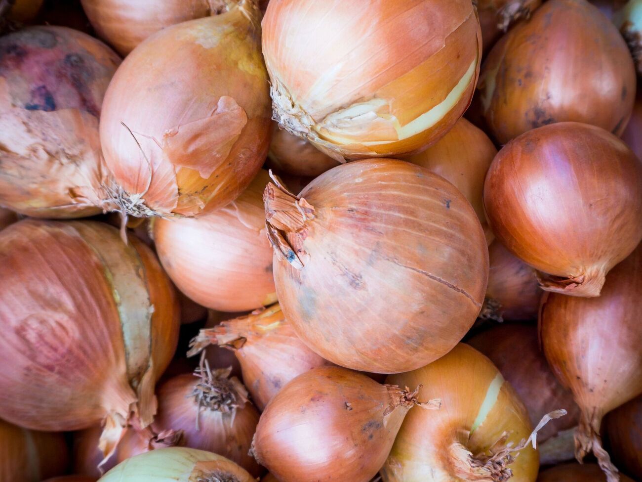 Лук хорошо хранится в холодильнике в месте для овощей