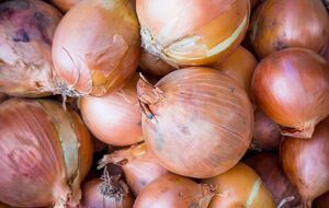 Лук хорошо хранится в холодильнике в месте для овощей