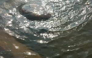 Полиция показала место, где утонула лодка