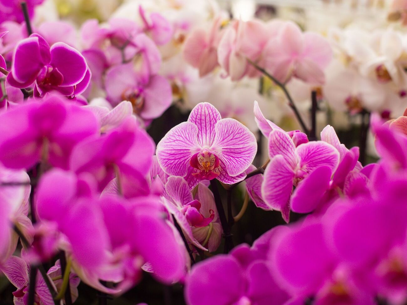 Орхидеи не стоит поливать часто