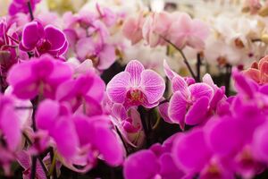 Орхидеи не стоит поливать часто