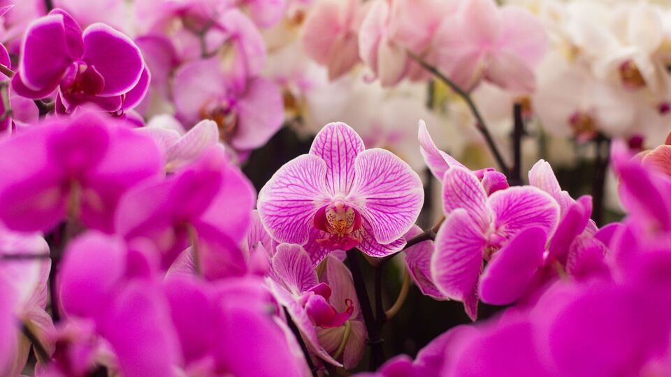 Орхидеи не стоит поливать часто