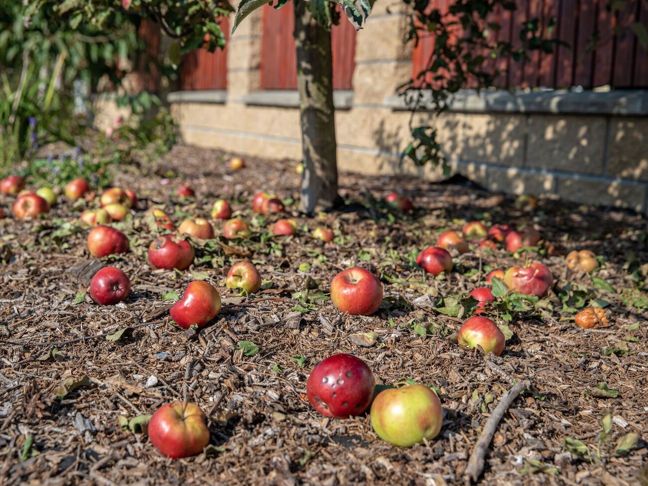 Гнилі яблука не є добривом