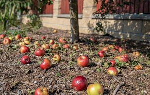 Гнилі яблука не є добривом