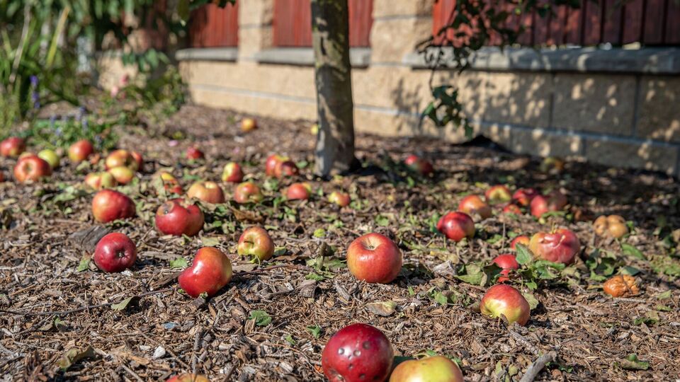 Гнилі яблука не є добривом