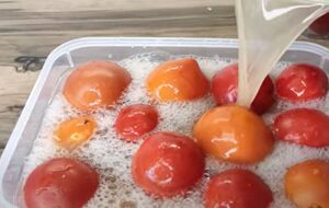 Залиште помідори на дві доби за кімнатної температури, а потім поставте в холодильник