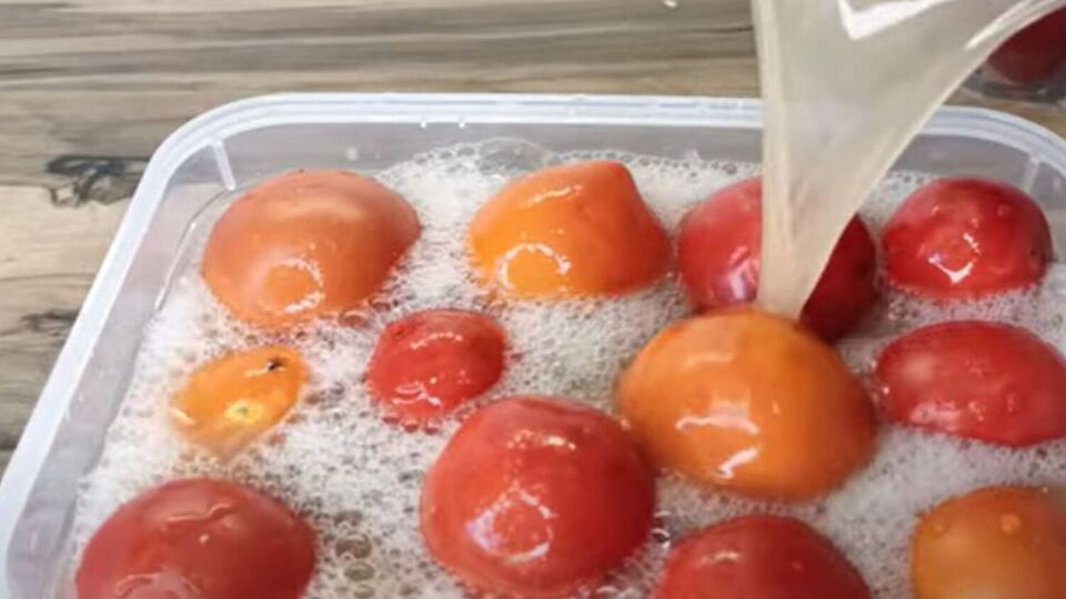 Оставьте помидоры на двое суток при комнатной температуре, а затем поставьте в холодильник