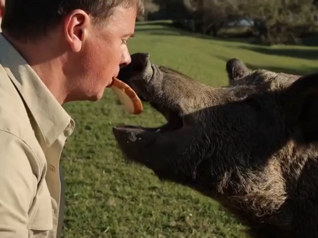 Комаров погодував кабана