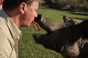 Комаров погодував кабана