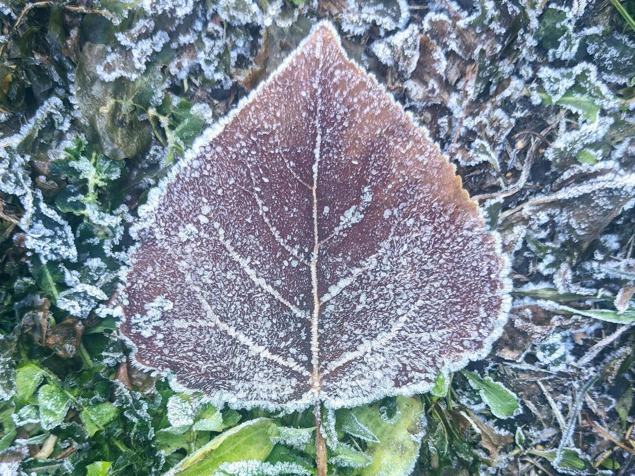 25–26 сентября на севере, западе и в центральных областях возможны слабые заморозки на поверхности почвы