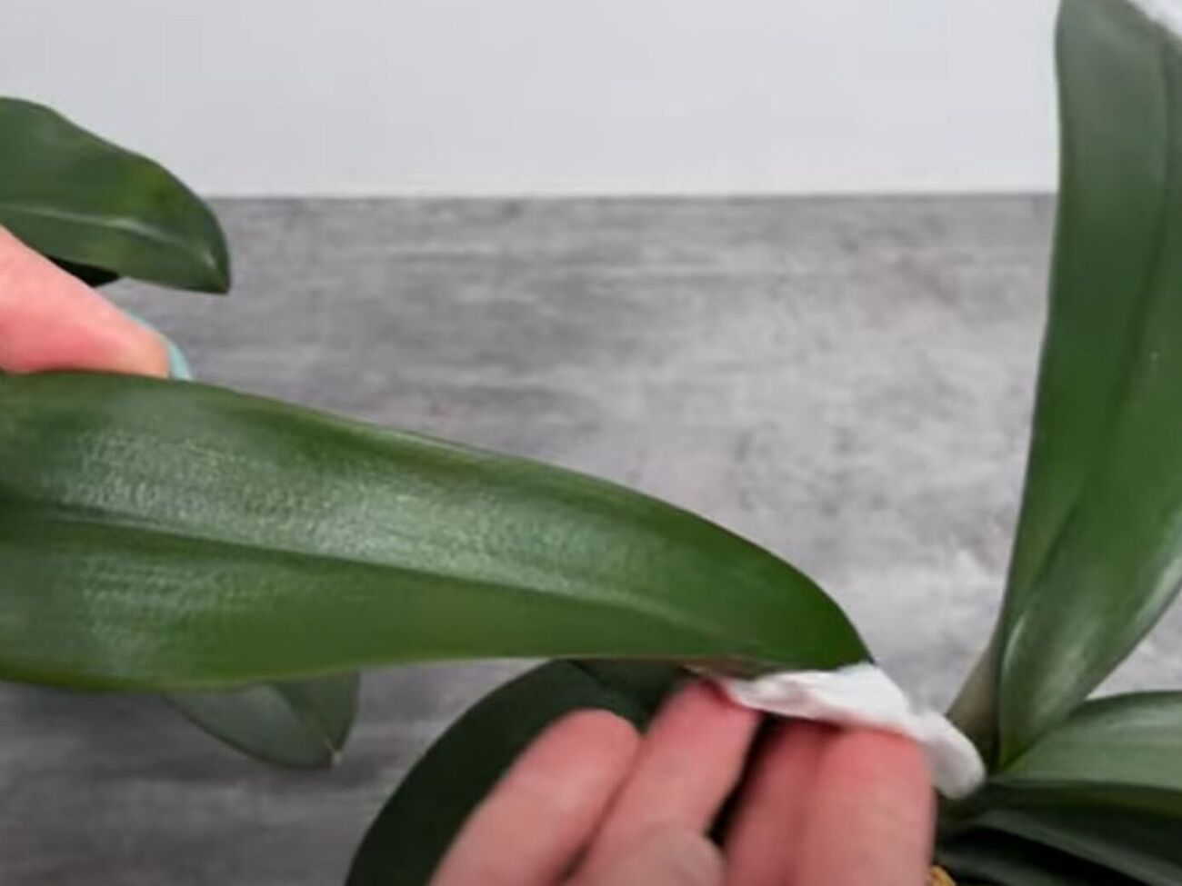 Для ухода за орхидеей понадобится лимонная вода