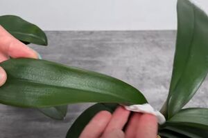 Для ухода за орхидеей понадобится лимонная вода