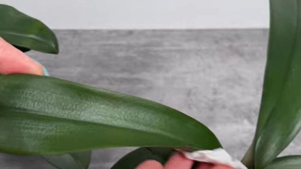 Для ухода за орхидеей понадобится лимонная вода