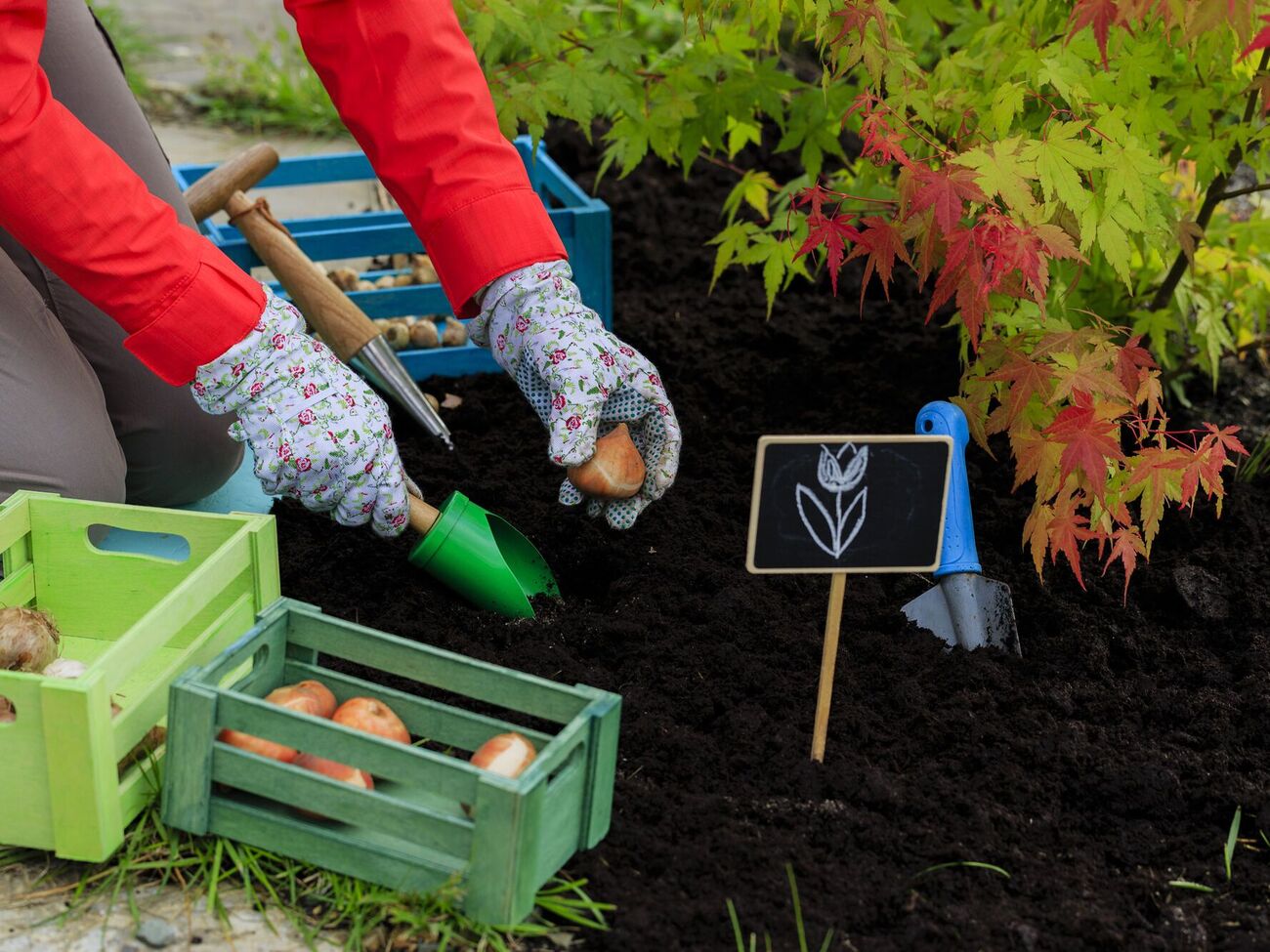 Тюльпаны нужно высаживать в прохладную землю