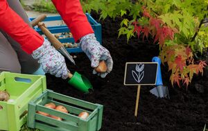 Тюльпаны нужно высаживать в прохладную землю