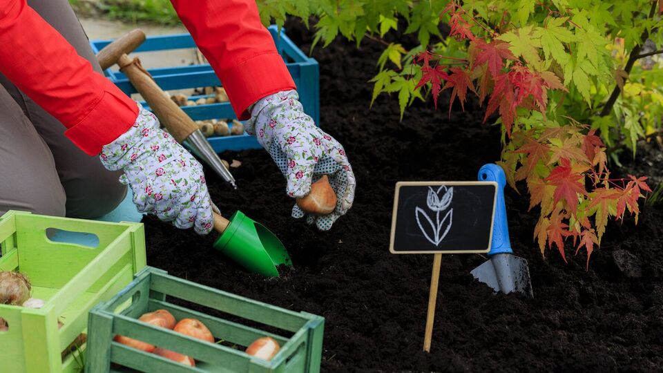 Тюльпаны нужно высаживать в прохладную землю