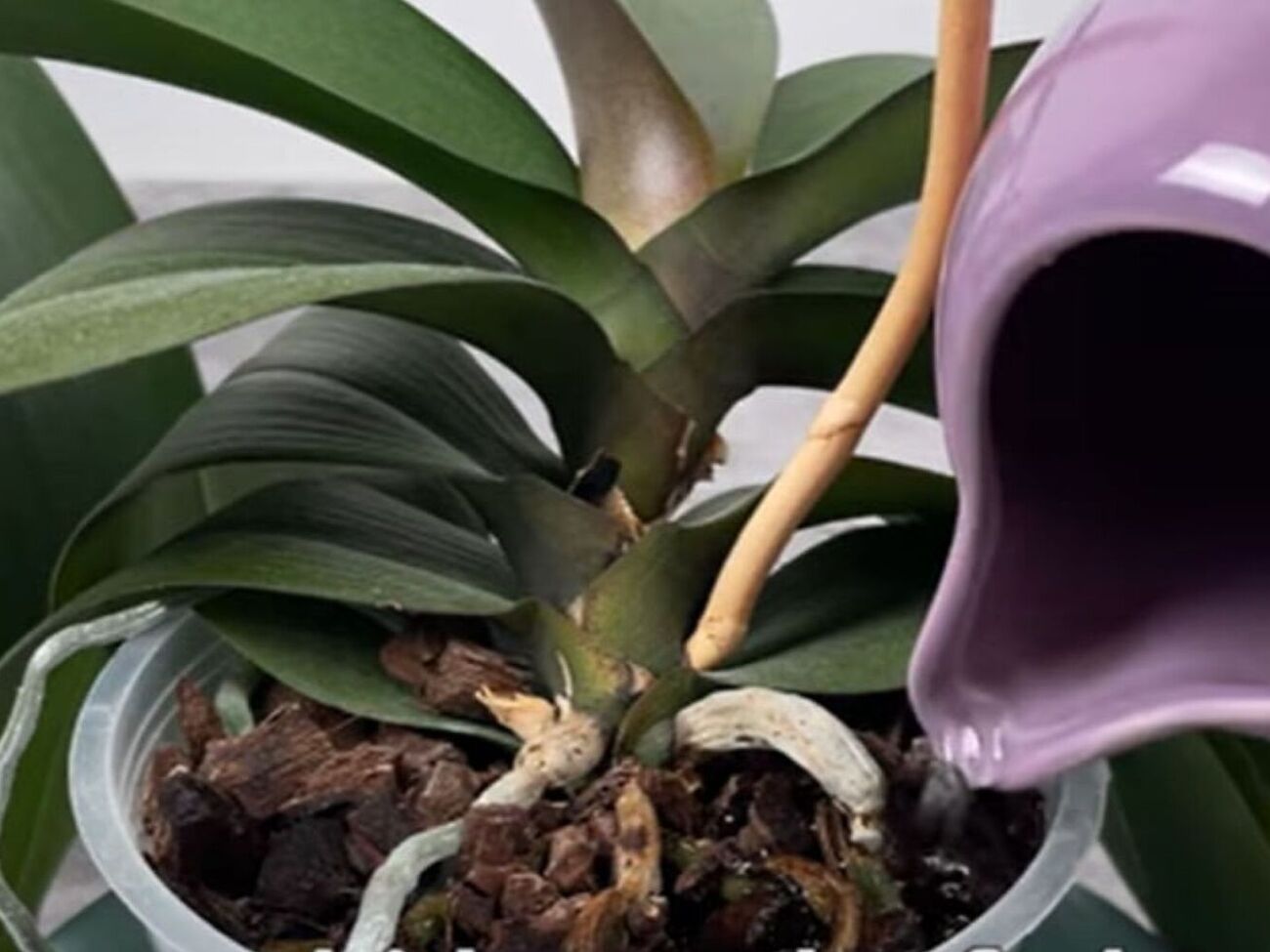 Поливать цветы рисовой водой нужно раз в три недели