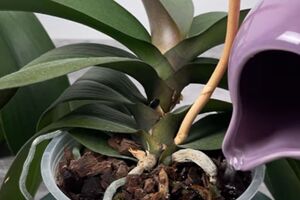 Поливать цветы рисовой водой нужно раз в три недели