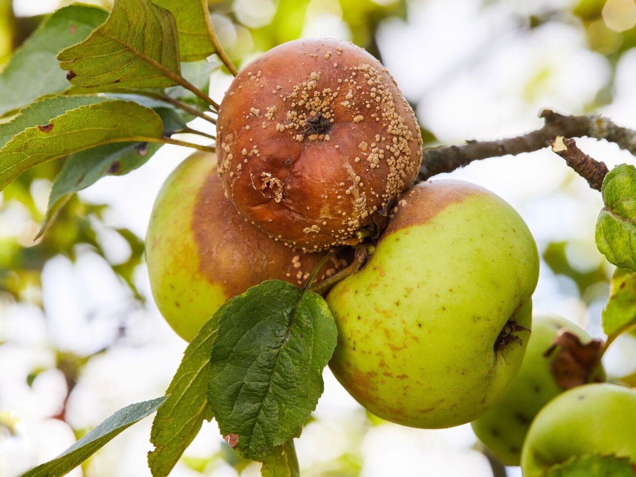 Садоводы уверяют, что осенняя обработка сада является гарантией здорового старта в новом сезоне