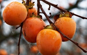 Хурма даст плоды, если корни будут развиваться