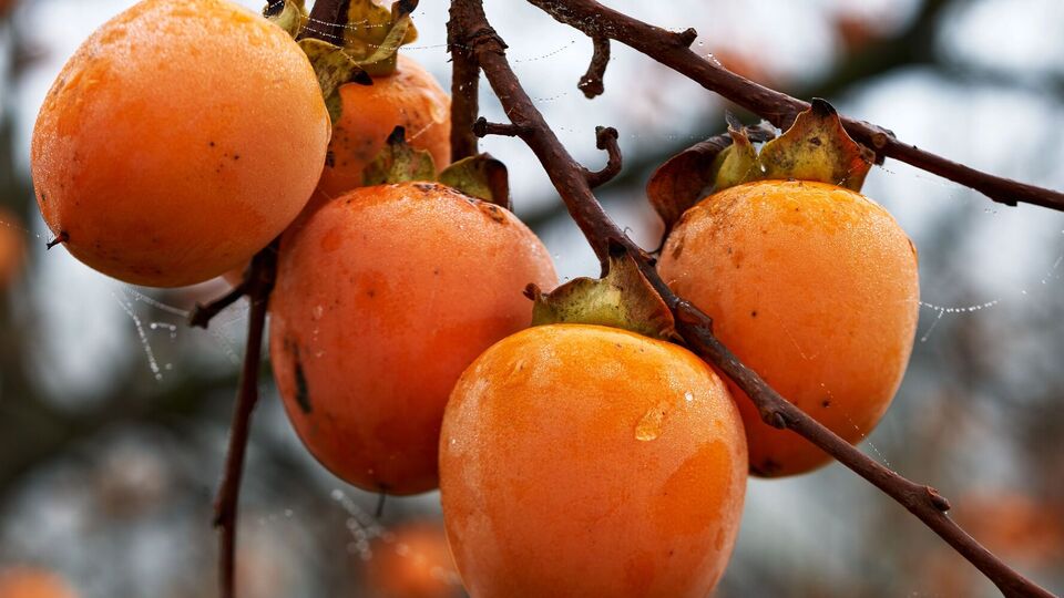 Хурма даст плоды, если корни будут развиваться