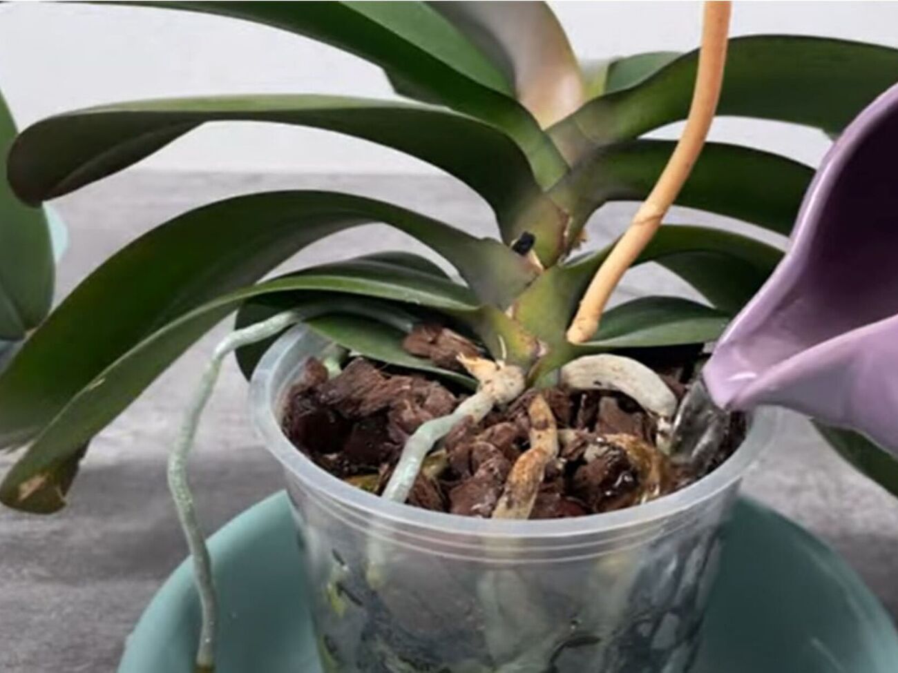 Для приготовления банановой воды нужно кожуру банана замочить в воде на несколько часов