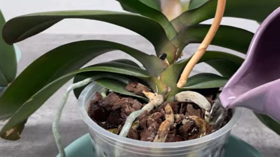 Для приготовления банановой воды нужно кожуру банана замочить в воде на несколько часов