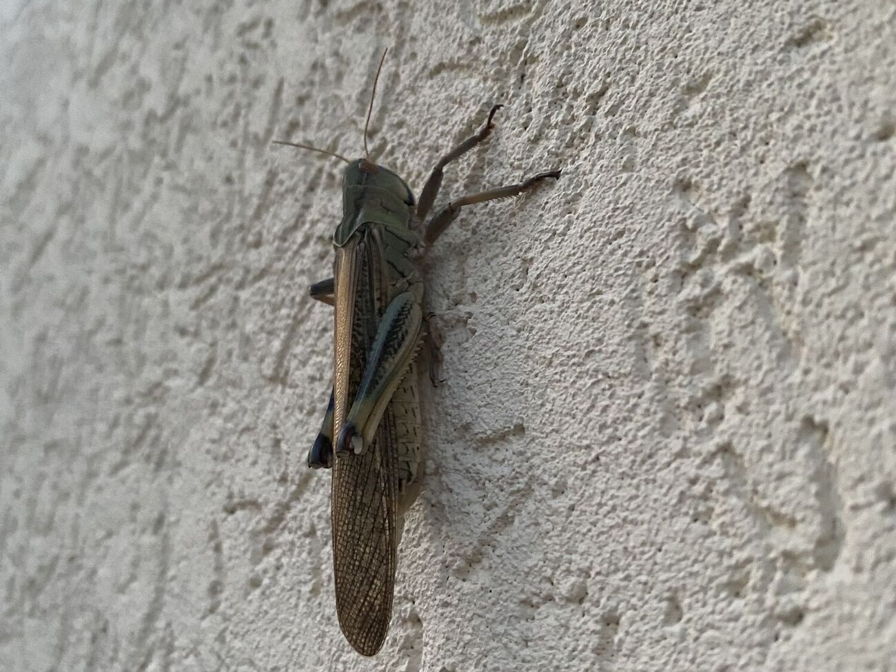 Взрослая саранча за день съедает столько, сколько весит сама, а стаи насекомых могут мигрировать на десятки километров, уничтожая все по пути