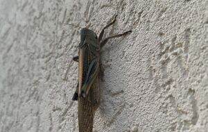 Взрослая саранча за день съедает столько, сколько весит сама, а стаи насекомых могут мигрировать на десятки километров, уничтожая все по пути