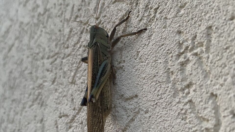 Взрослая саранча за день съедает столько, сколько весит сама, а стаи насекомых могут мигрировать на десятки километров, уничтожая все по пути