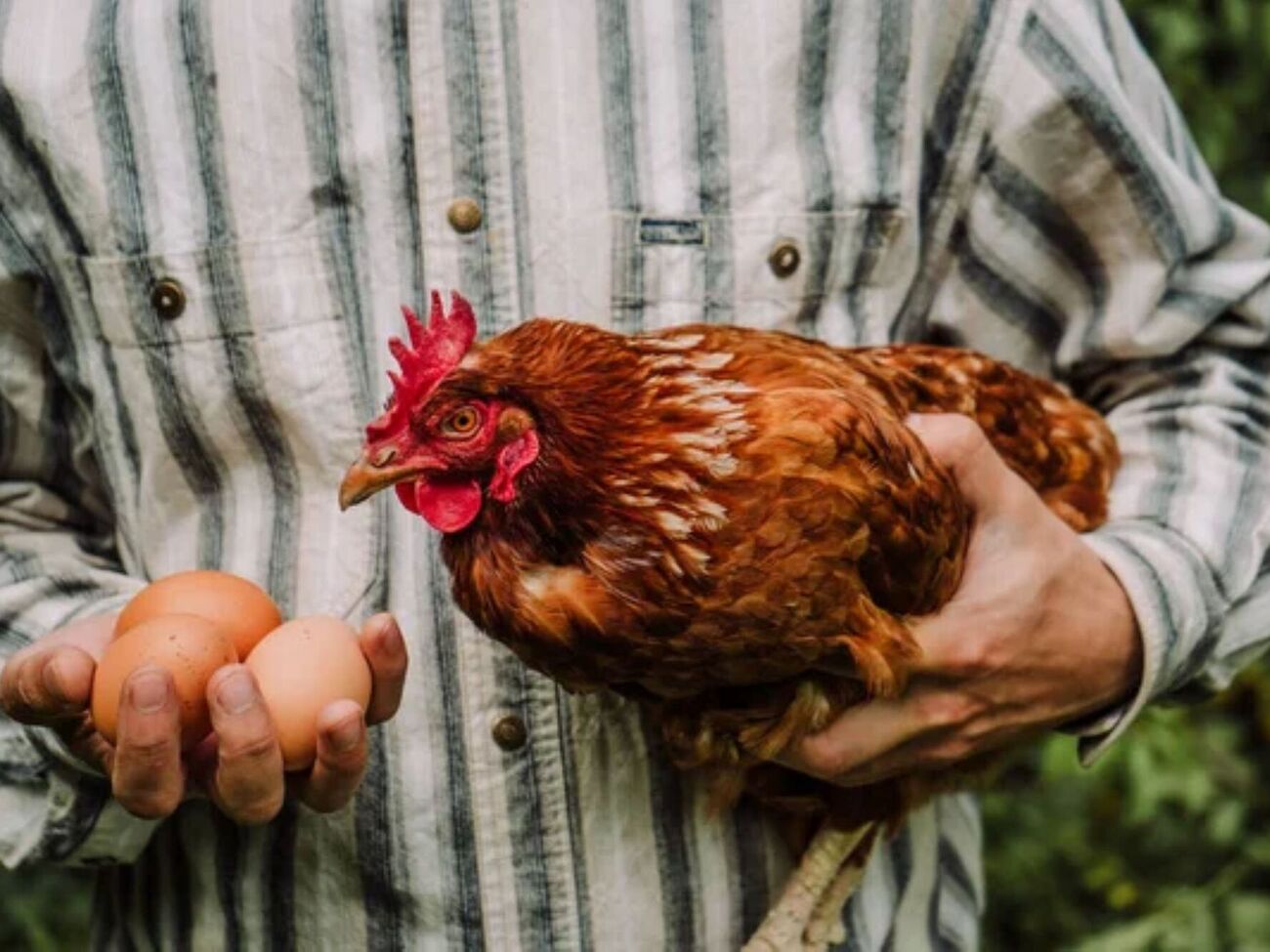 Куры будут нестись лучше, если им продлить световой день