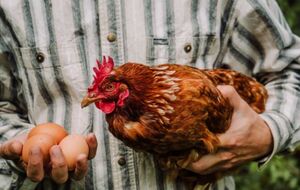 Куры будут нестись лучше, если им продлить световой день