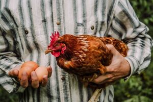 Курки нестимуться краще, якщо їм продовжити світловий день