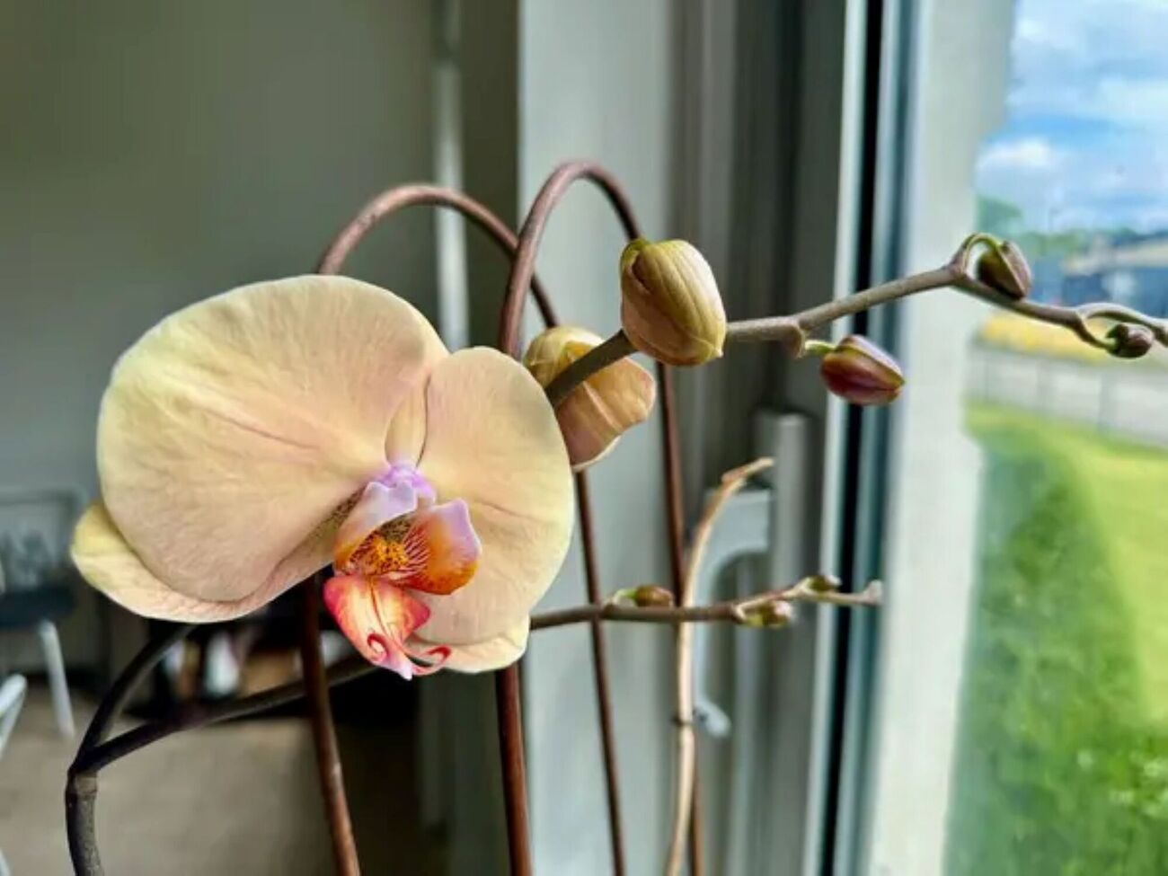 Цветоводы рекомендуют использовать для подкормки комнатных растений рисовую воду