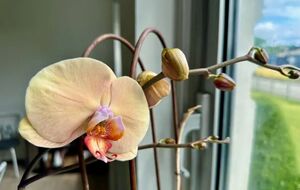 Цветоводы рекомендуют использовать для подкормки комнатных растений рисовую воду