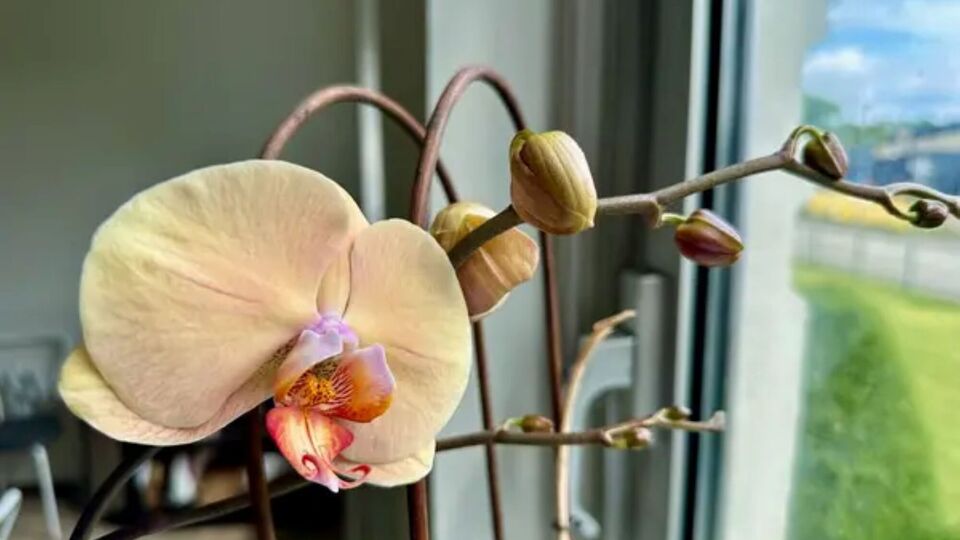 Цветоводы рекомендуют использовать для подкормки комнатных растений рисовую воду