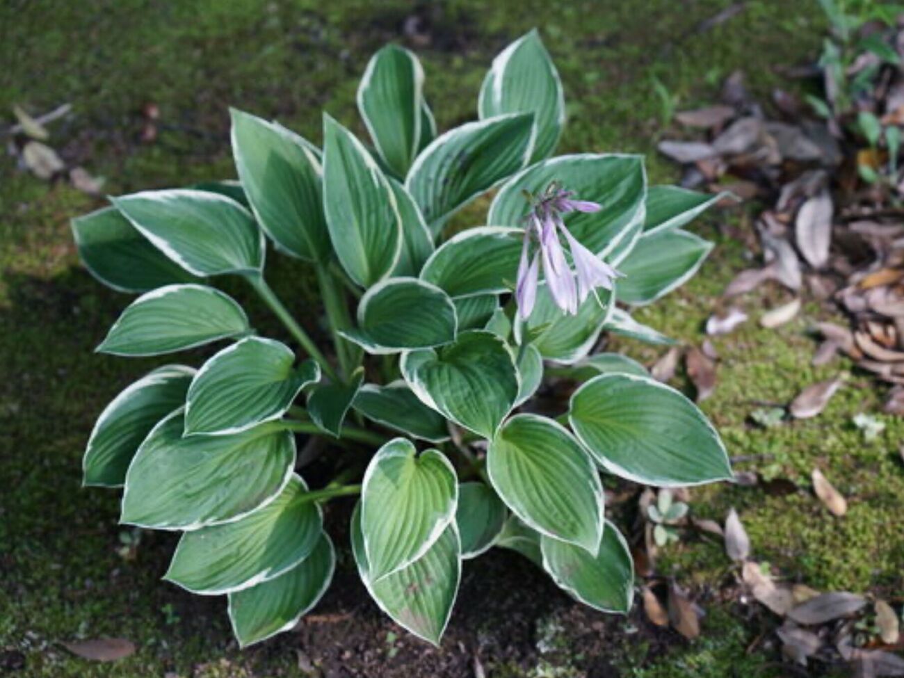 Если вовремя и правильно разделить хосты, они поразят вас своей красотой