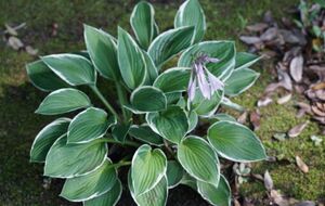 Если вовремя и правильно разделить хосты, они поразят вас своей красотой