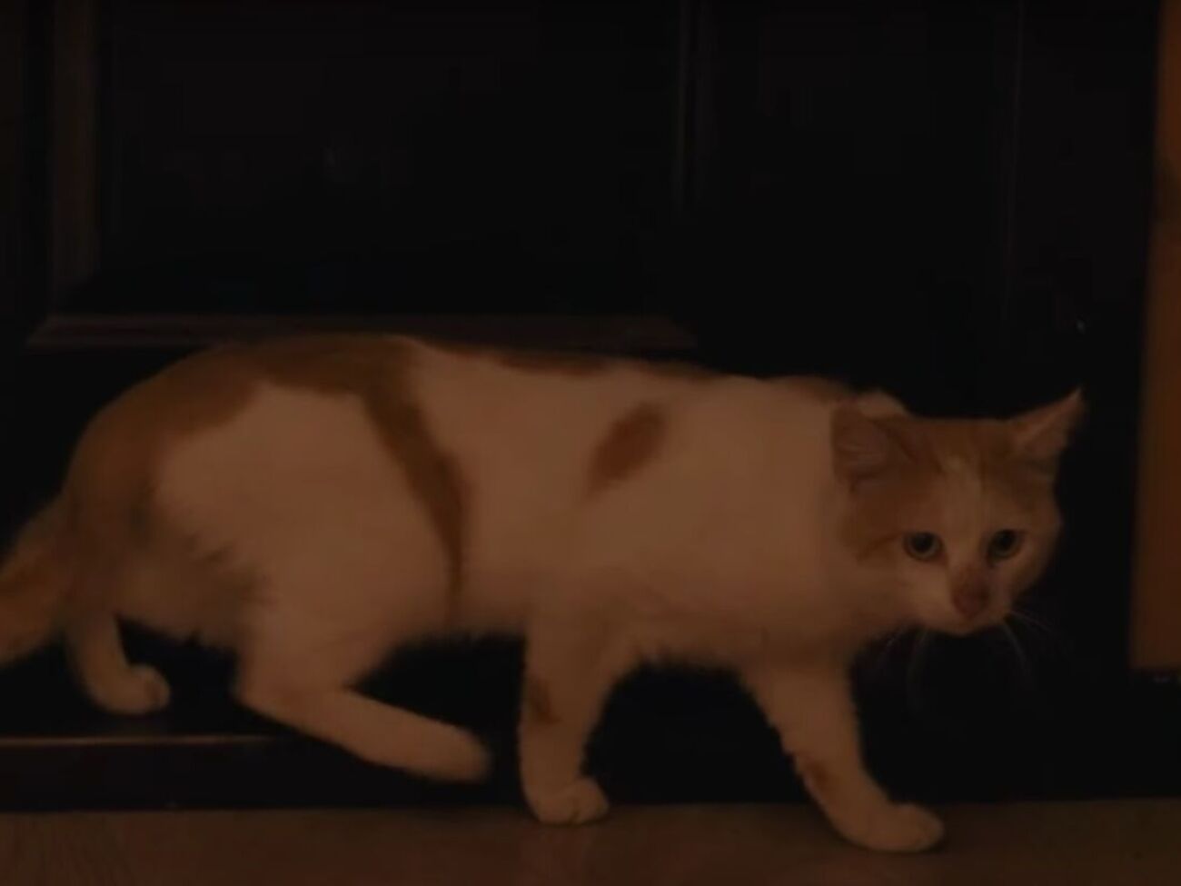 Кіт на кличку Прапор кілька місяців прожив із бійцями на передовій у Харківській області