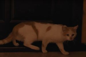 Кіт на кличку Прапор кілька місяців прожив із бійцями на передовій у Харківській області