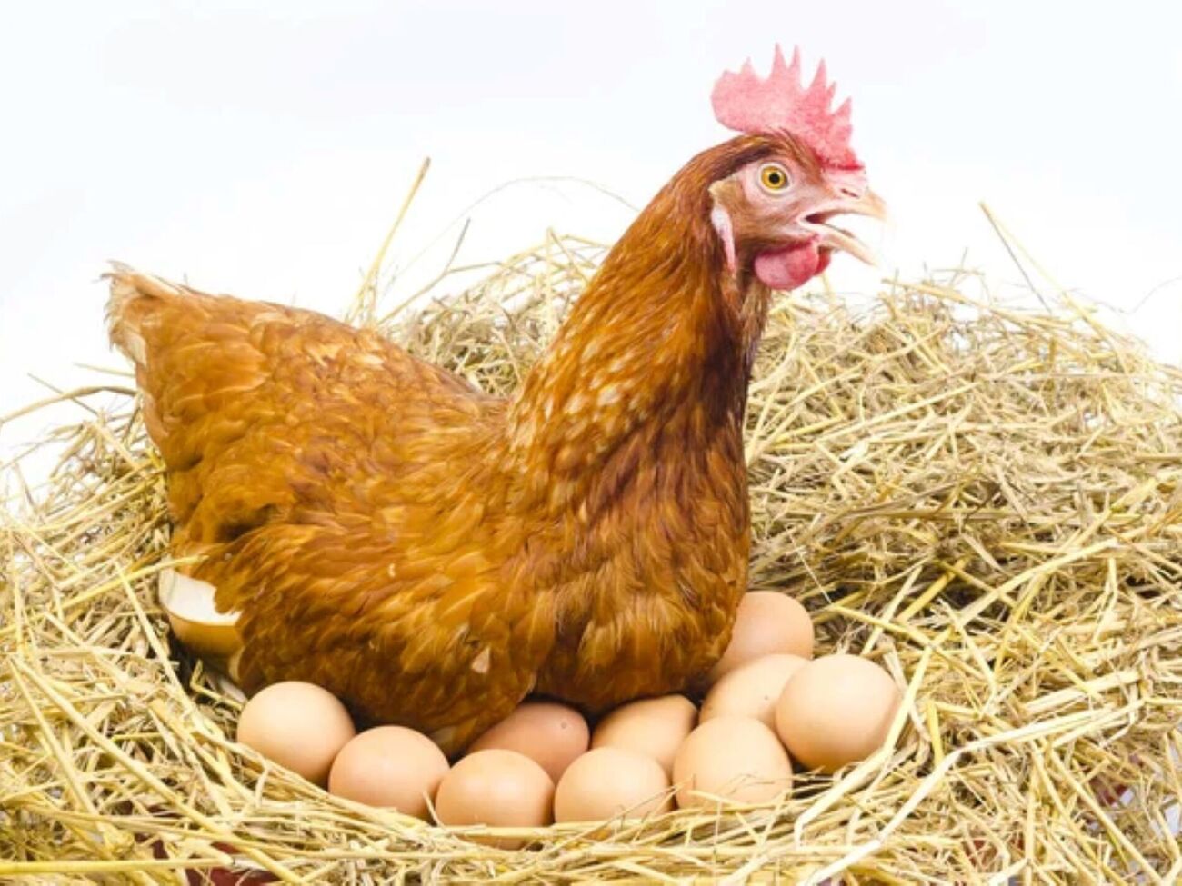 Причины, по которым куры перестают нестись, могут быть разными – стресс, смена корма, недостаток минералов или просто смена времен года