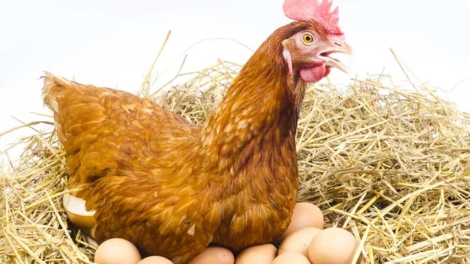 Причины, по которым куры перестают нестись, могут быть разными – стресс, смена корма, недостаток минералов или просто смена времен года